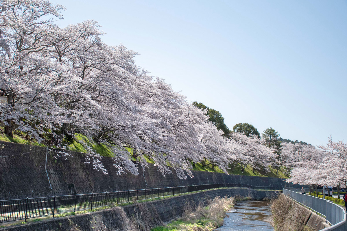 猪名川町の魅力発見！ウォーキングイベントを4月12日（土）に開催「い～な！！さくら通り」から静思館・さくら池自然公園を歩く