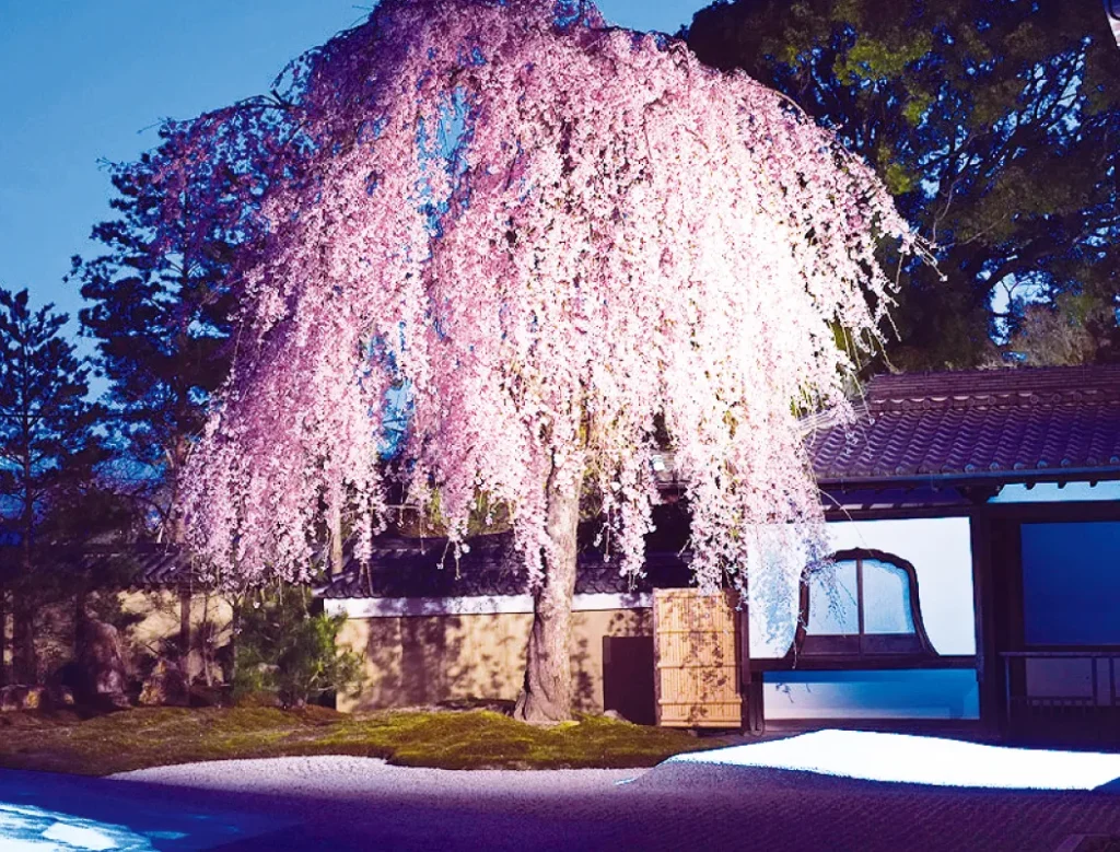 見ごたえのある、幻想的な枝垂れ桜。京都・高台寺「春の夜間特別拝観」5月6日(休)まで開催中