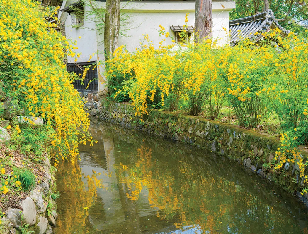 黄金色に咲き誇る山吹をゆっくり観賞。松尾大社で「山吹まつり」が4月10日（金）より開催