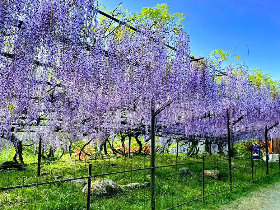 滋賀・正法寺の藤の花