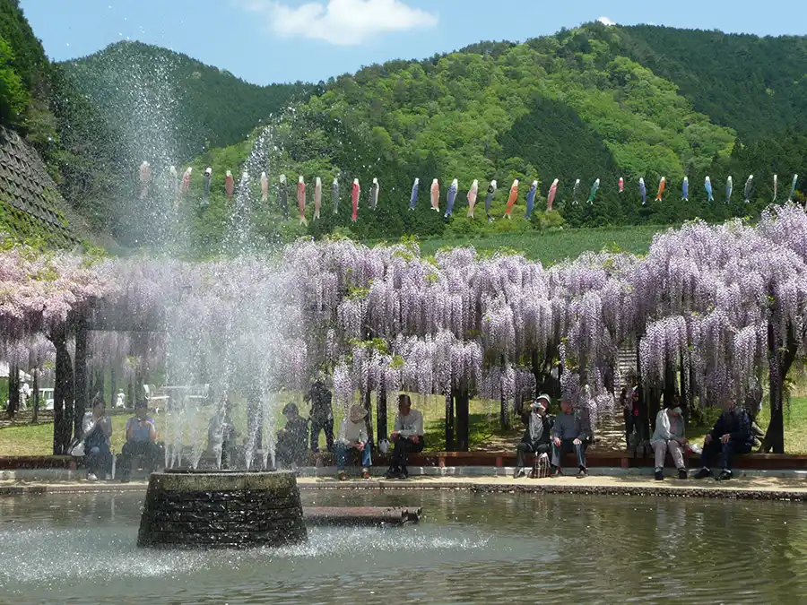 白井大町公園の藤棚と噴水
