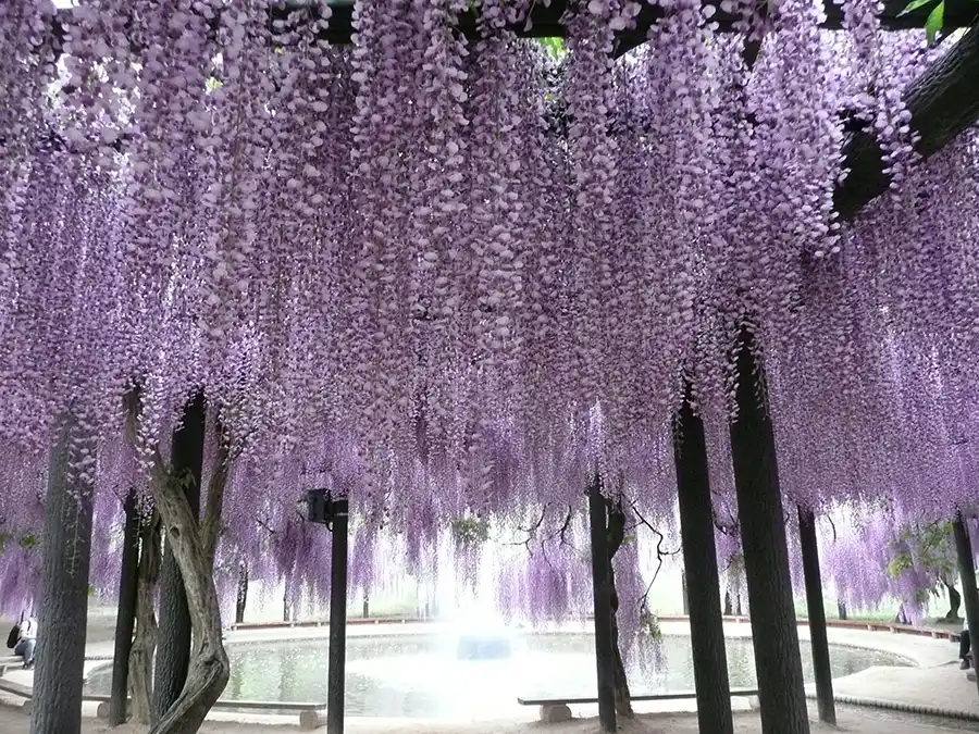 白井大町公園の藤棚