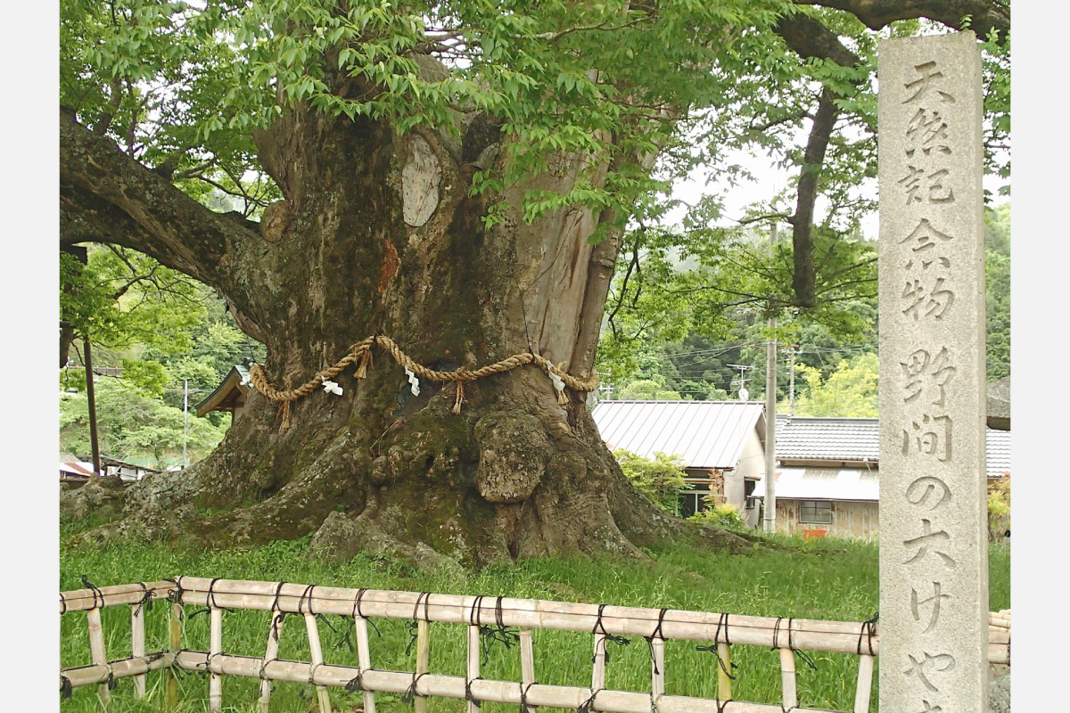のせでん第1木曜ハイキング 5月1日（木）開催！樹齢千年の大木を目指して低山を歩く