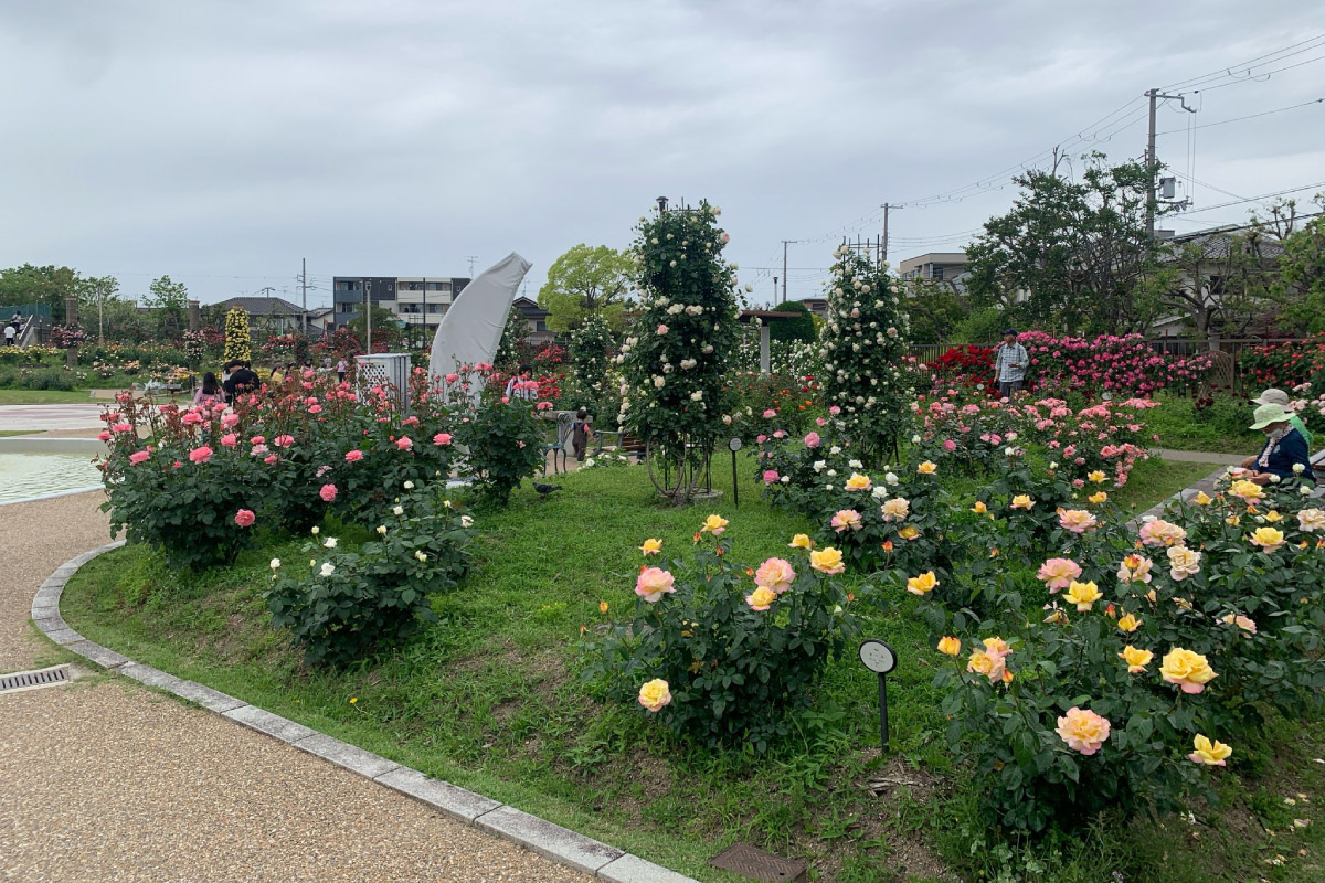 阪急沿線 花スポットを歩くイベント 5月9日（金）開催！高槻から茨木へ、新幹線公園、若園公園バラ園をめぐる