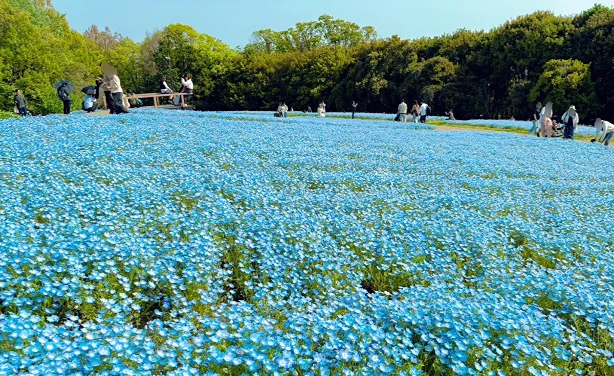 「万博記念公園」のポピーとネモフィラが見ごろ！「花の丘」の一面に咲き誇っています