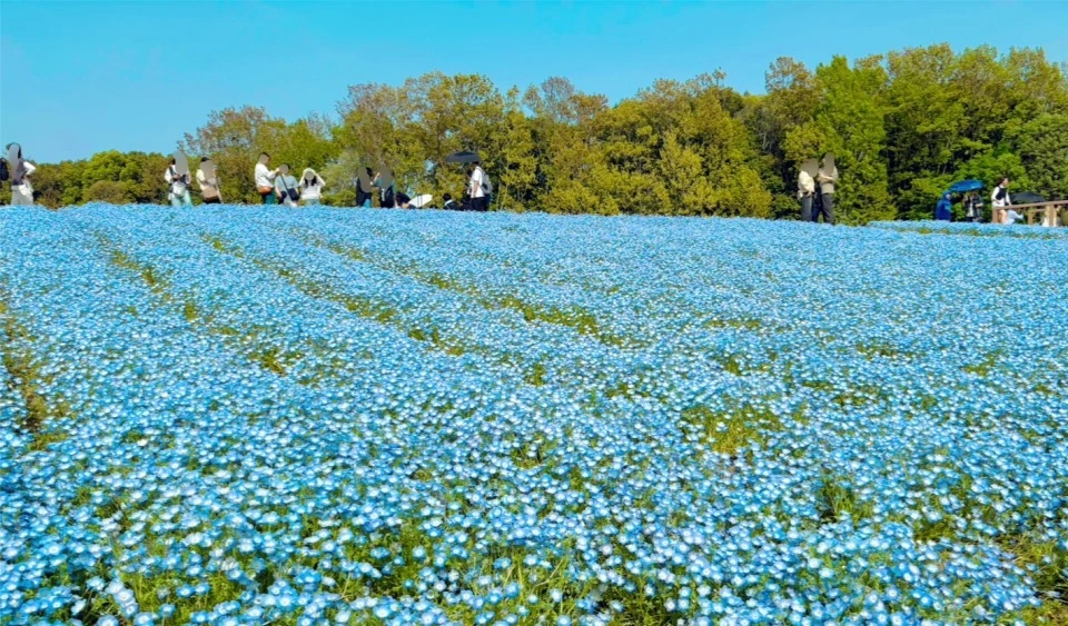 「万博記念公園」の「ポピー・ネモフィラフェスタ」一面のネモフィラ