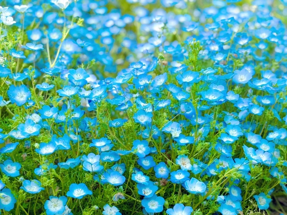 「万博記念公園」の「ポピー・ネモフィラフェスタ」ネモフィラ