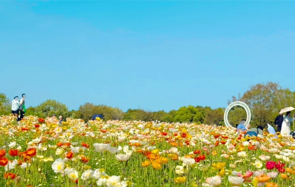 「万博記念公園」の「ポピー・ネモフィラフェスタ」ポピー