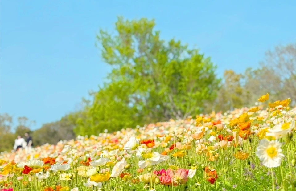 「万博記念公園」の「ポピー・ネモフィラフェスタ」ポピー