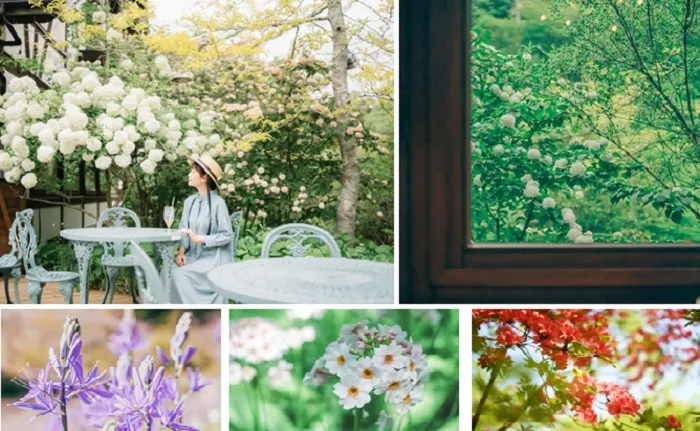 5／7～ROKKO森の音ミュージアム　SIKIガーデンで「SIKIガーデンEarly Summer Season」を開催