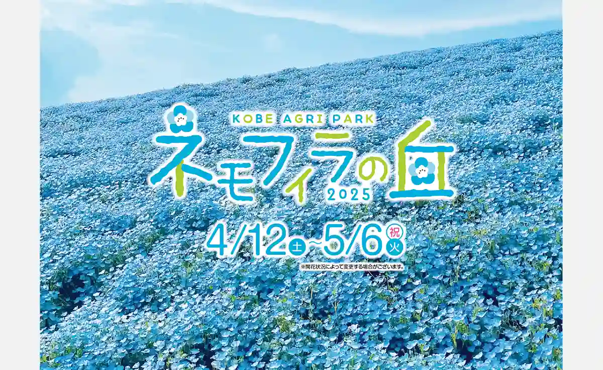 青一面の花畑が4月12日（土）から公開。『こうべアグリパークネモフィラの丘2025』 開催！