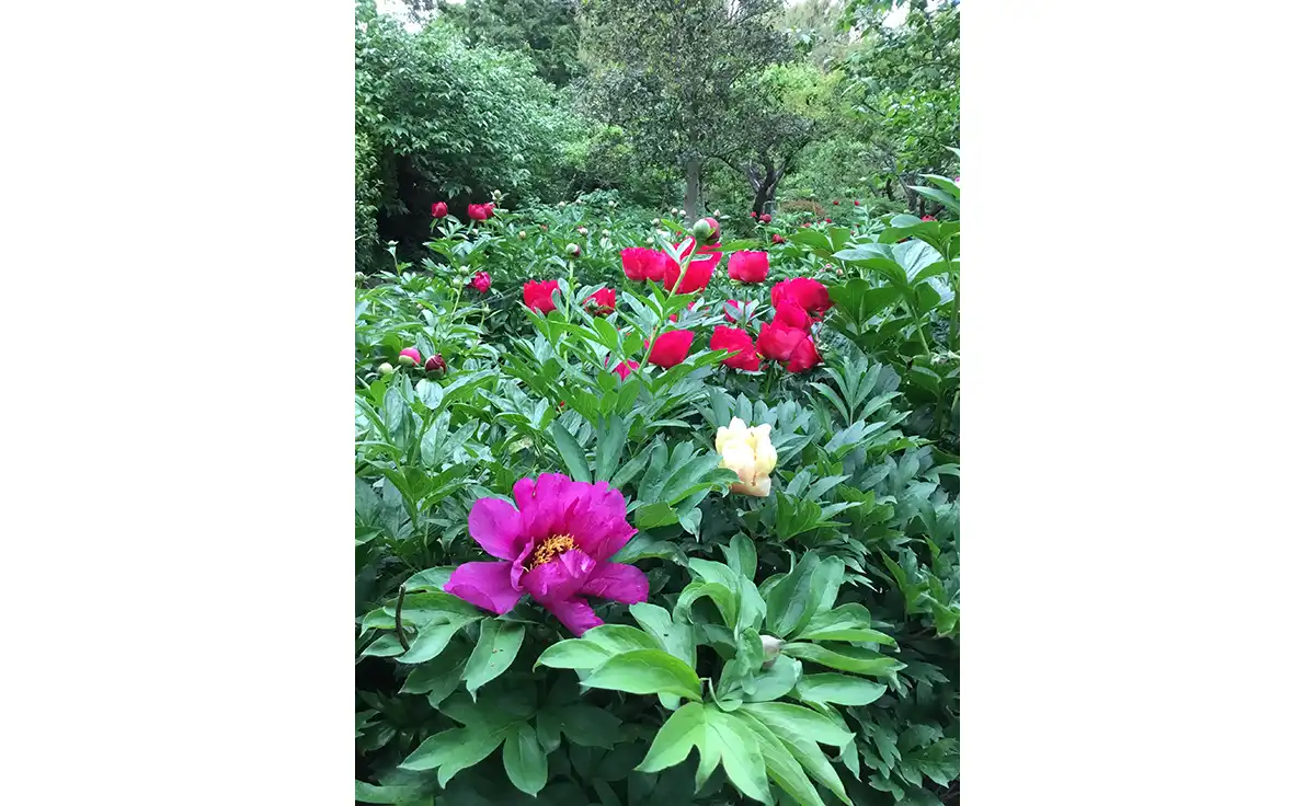 奈良県葛城市「石光寺 染寺」のシャクヤクが、ゴールデンウィークに見頃