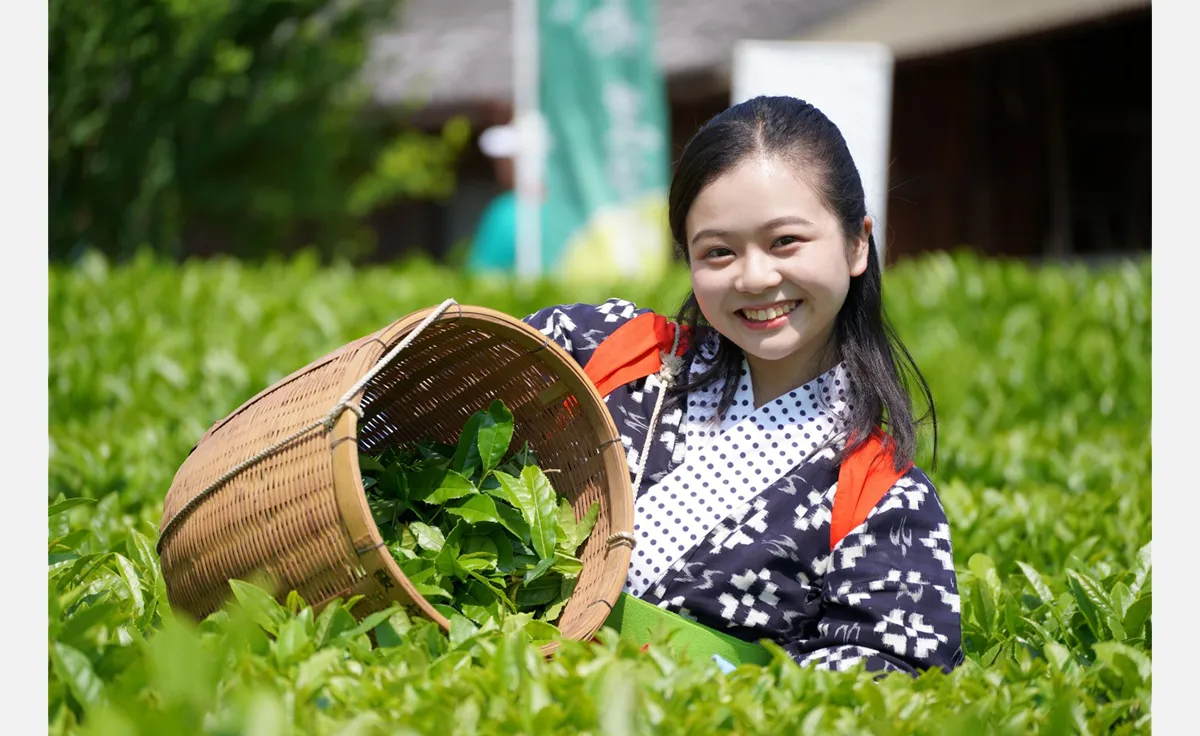 6/７、兵庫県・丹波篠山で「第43回大国寺と丹波茶まつり」開催
