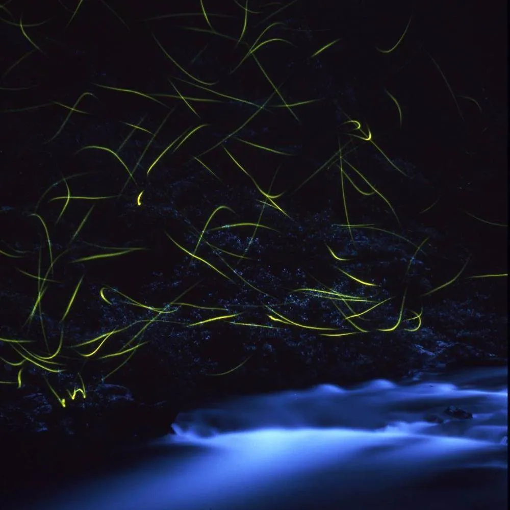 高雄錦水亭のほたる鑑賞付き納涼会席