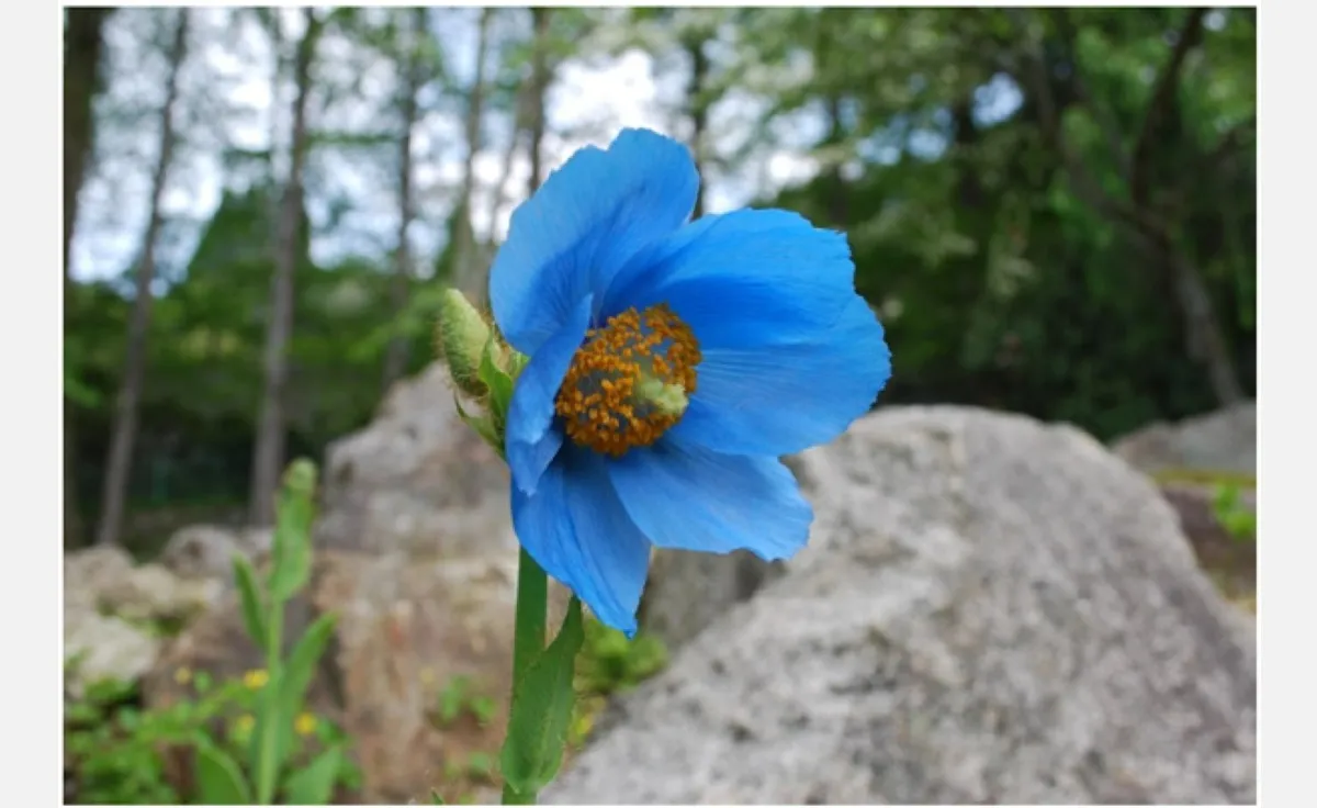 「六甲高山植物園」で秘境の花「ヒマラヤの青いケシ」が開花