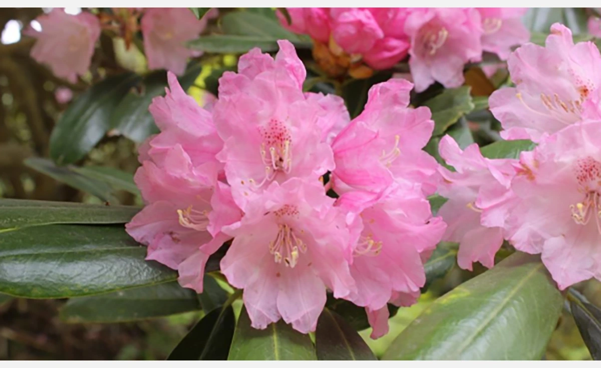 「六甲高山植物園」ベストシーズン到来！　花木の王様ツクシシャクナゲが見ごろ