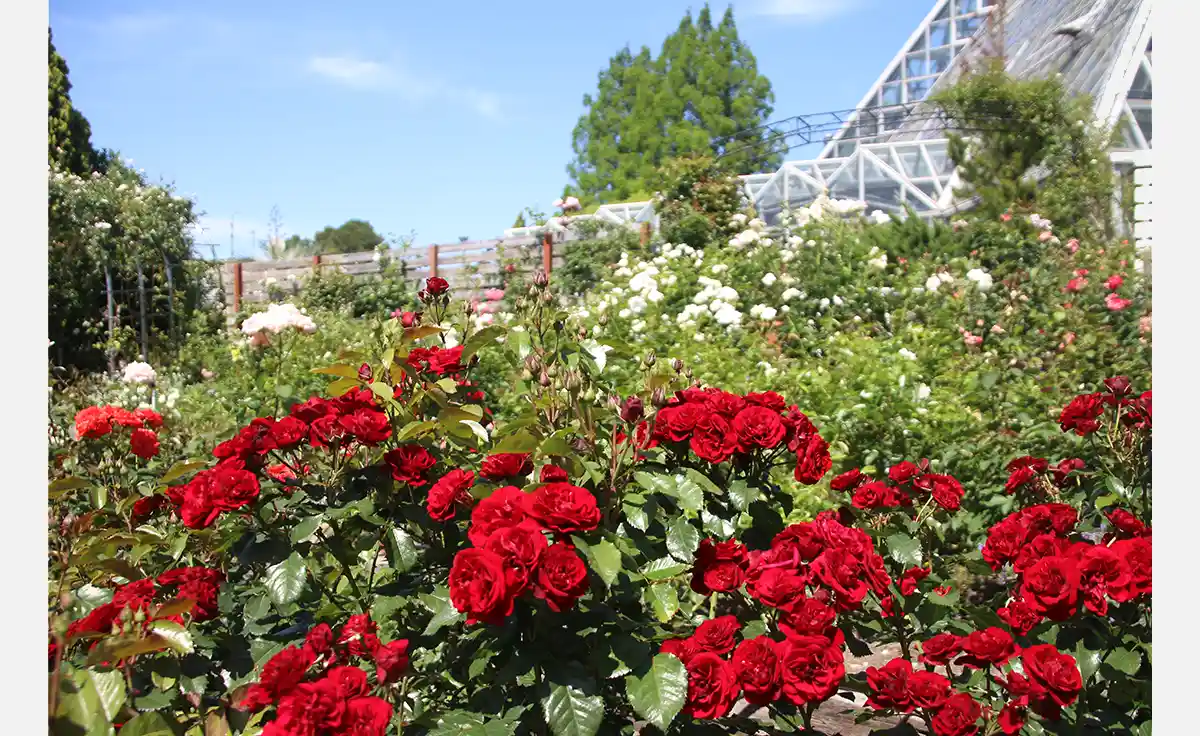 バラが見頃！河内長野市「大阪府立花の文化園」で