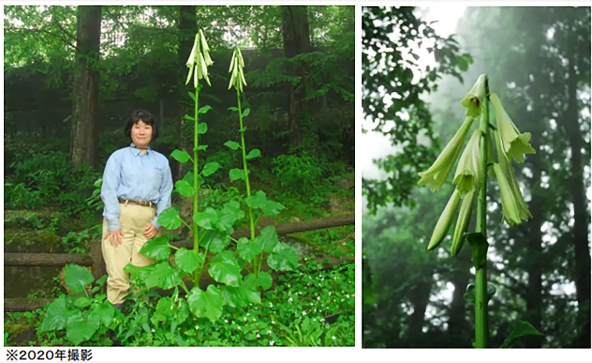 六甲高山植物園でヒマラヤウバユリが見頃
