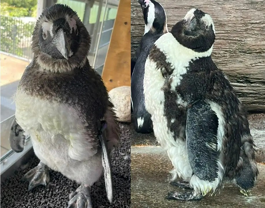 京水換羽コレクション2025