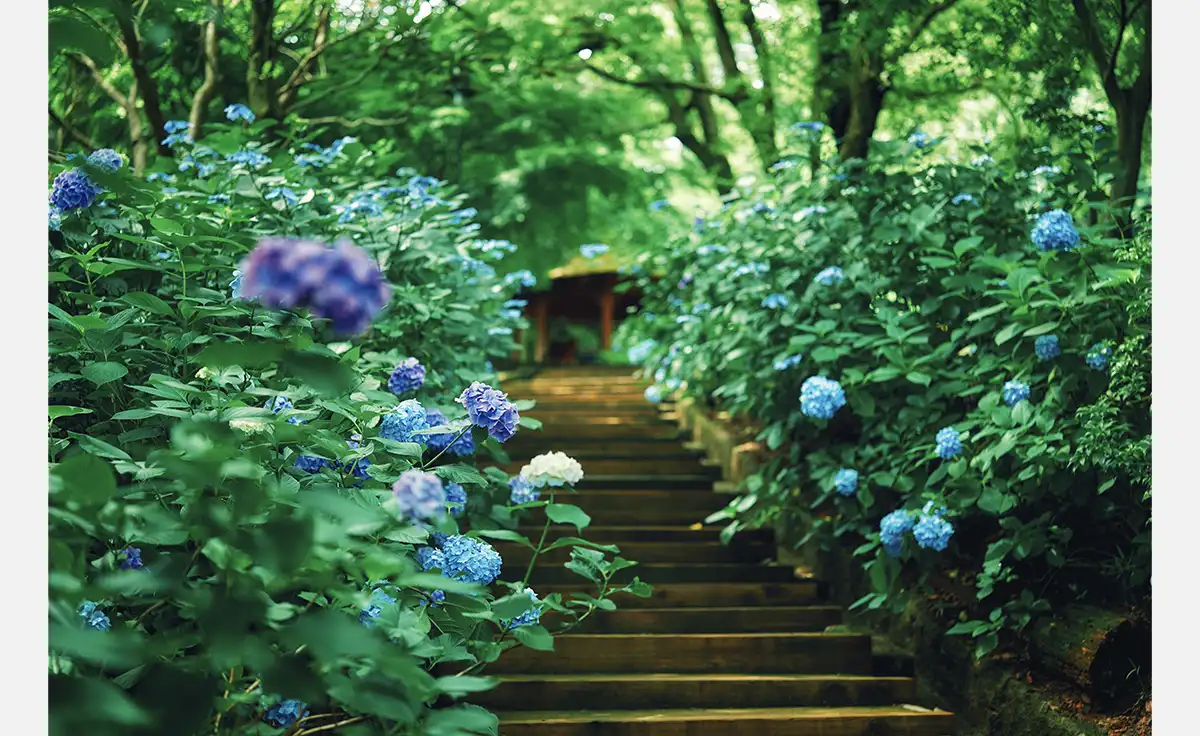 「神戸布引ハーブ園」３つのエリアに、さまざまなロケーションの「アジサイのある風景」が登場