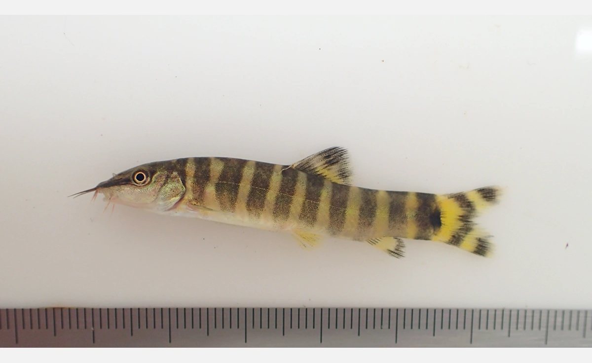 琵琶湖・淀川のドジョウを深堀り！大阪市立自然史博物館でテーマ展示を開催