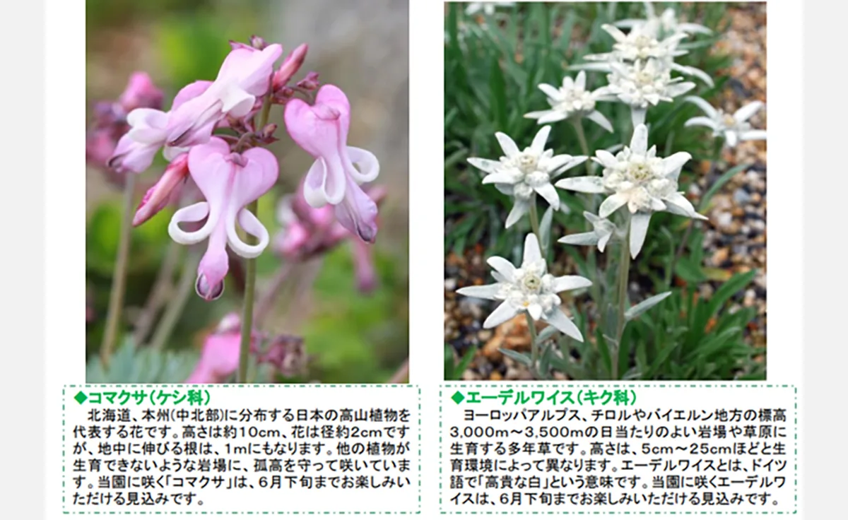 六甲高山植物園でコマクサとエーデルワイスが見頃！