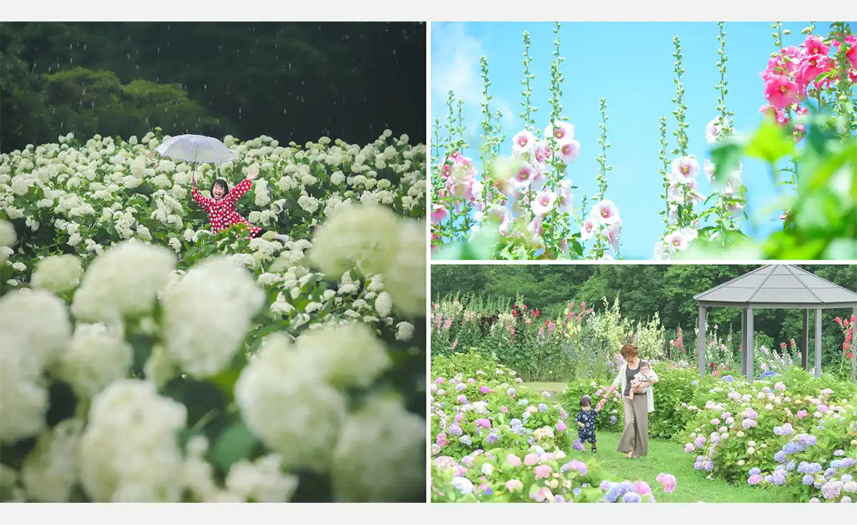 一面を埋め尽くす純白のアナベルが見ごろ。「あじさいとタチアオイの丘」を広島のFlower village 花夢の里で開催
