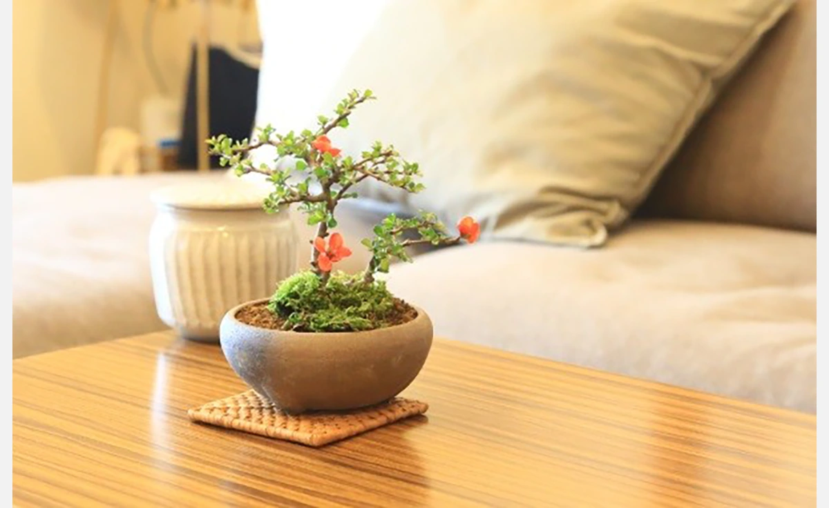 ミニ盆栽に癒やされる！阪急うめだ本店で「BONSAI LIFE～毎日に、ときめきを～」開催
