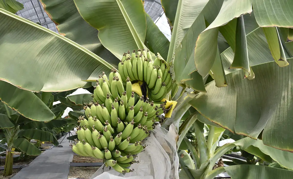 吹田でバナナを栽培！ 手間ひま掛けて極上の味わいに