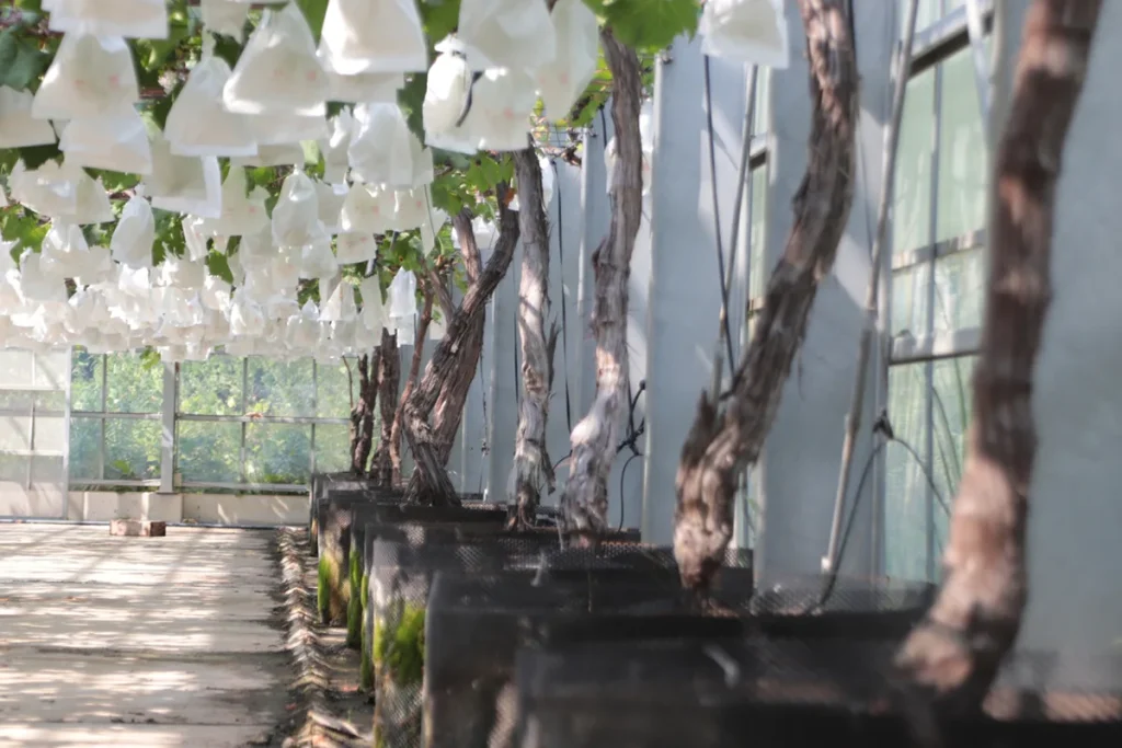 ローザンベリー多和⽥　ぶどう摘み取り体験