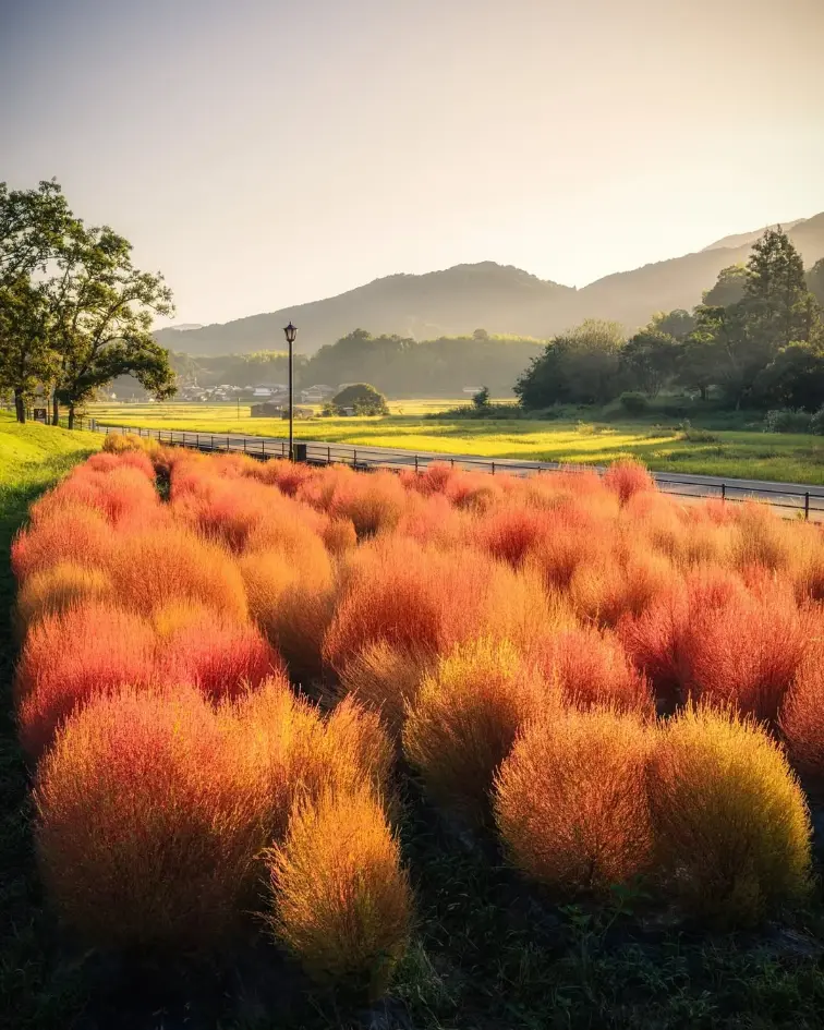 国営飛鳥歴史公園のコキア