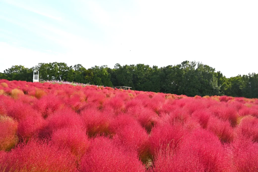 万博記念公園のコキア