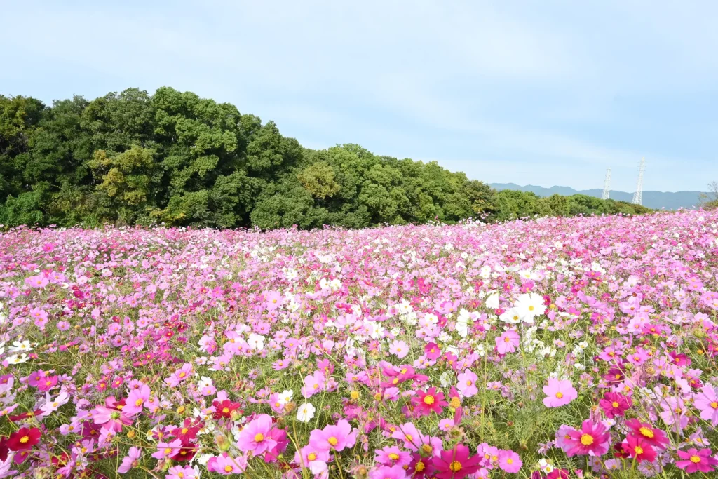 万博記念公園のコスモス