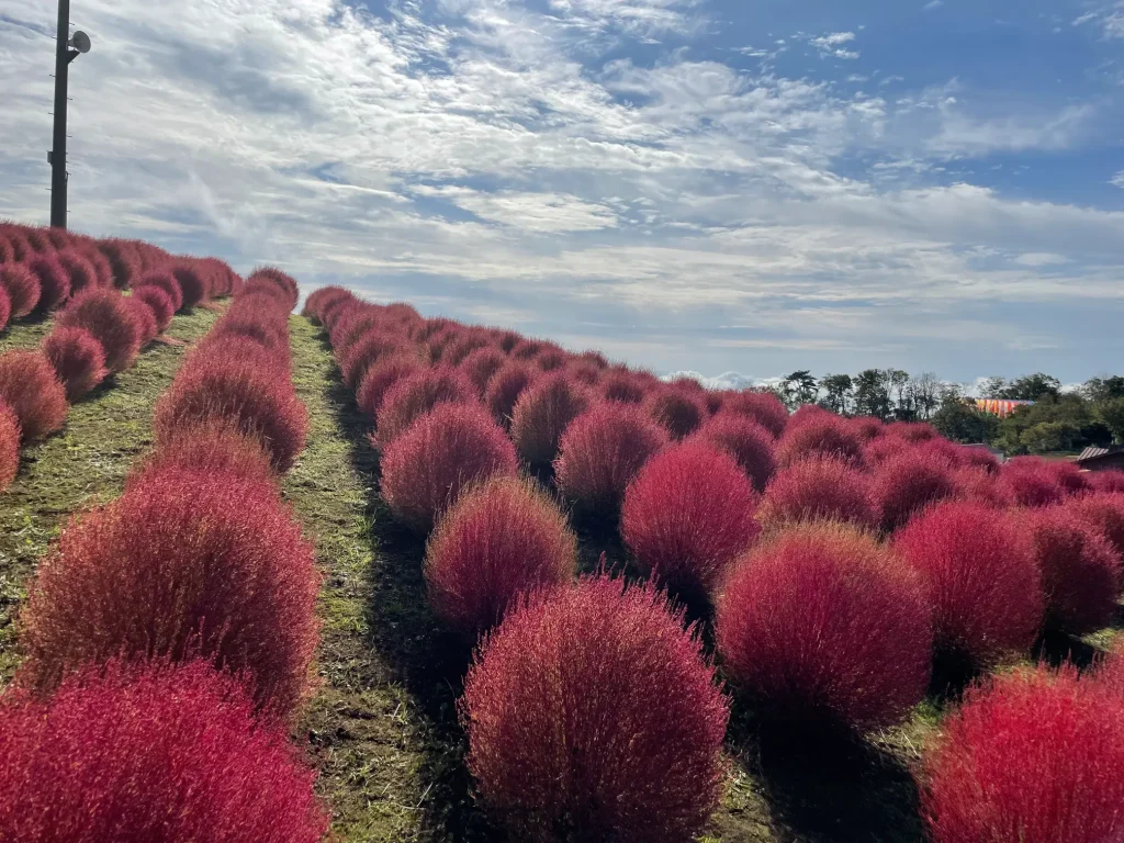 箱館山コキアパークのコキアの紅葉