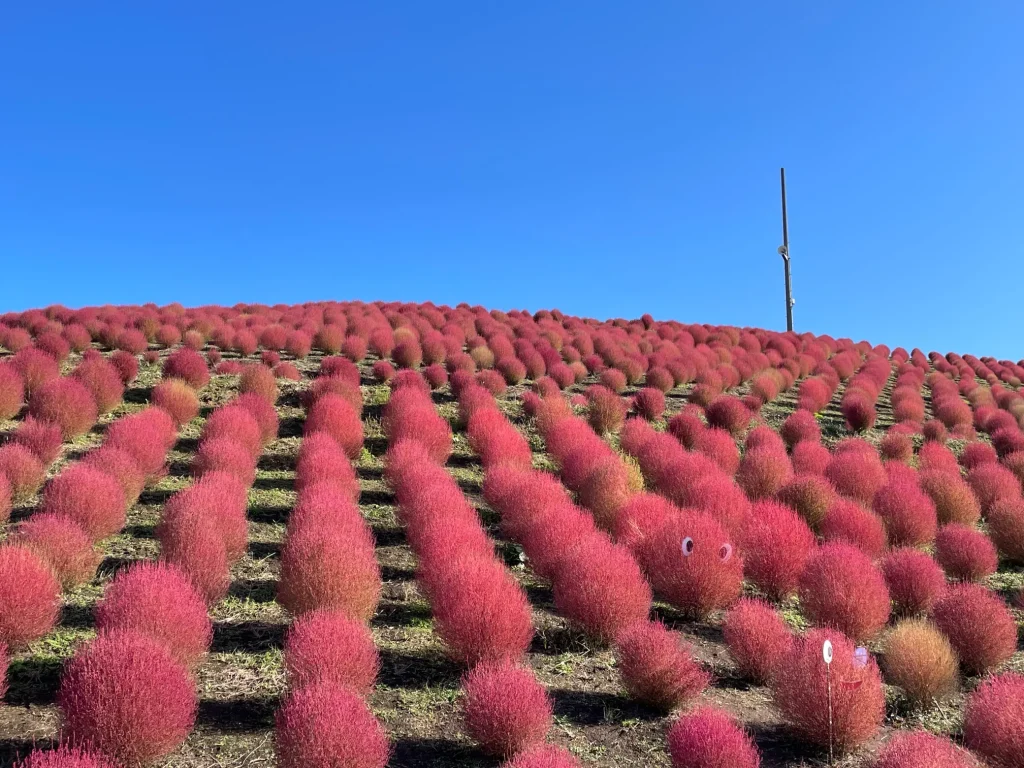 箱館山コキアパークのコキア