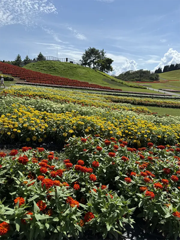 びわこ箱館山　紅葉　コキア　ナイトゴンドラ　ハロウィン