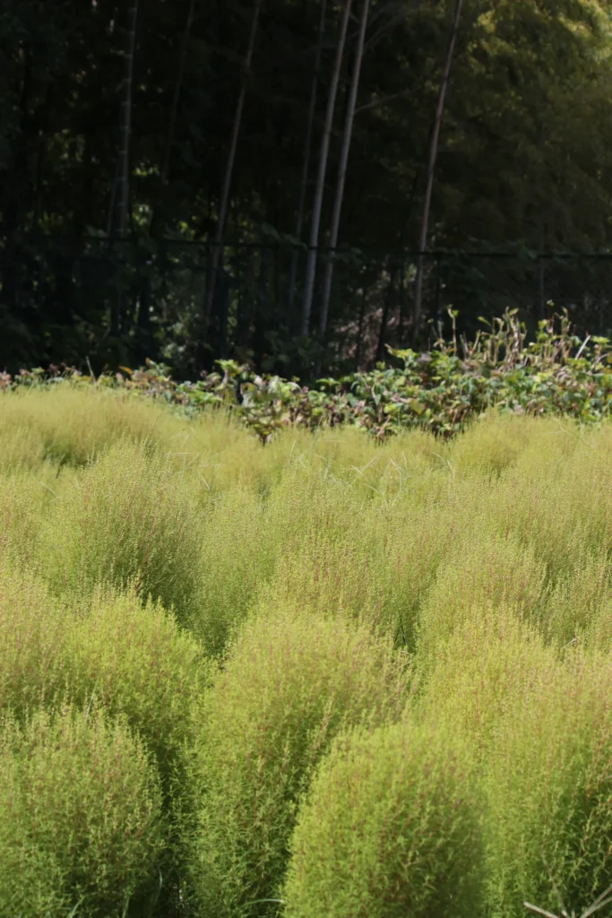 服部緑地植物園密度の高いコキア