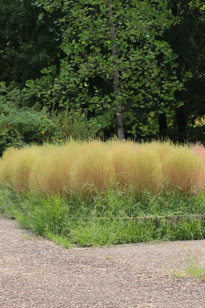 服部緑地植物園のコキアの紅葉