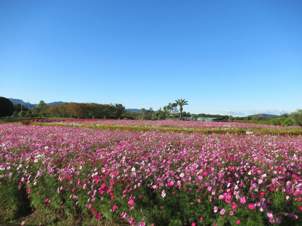 和泉リサイクル環境公園のコスモス畑