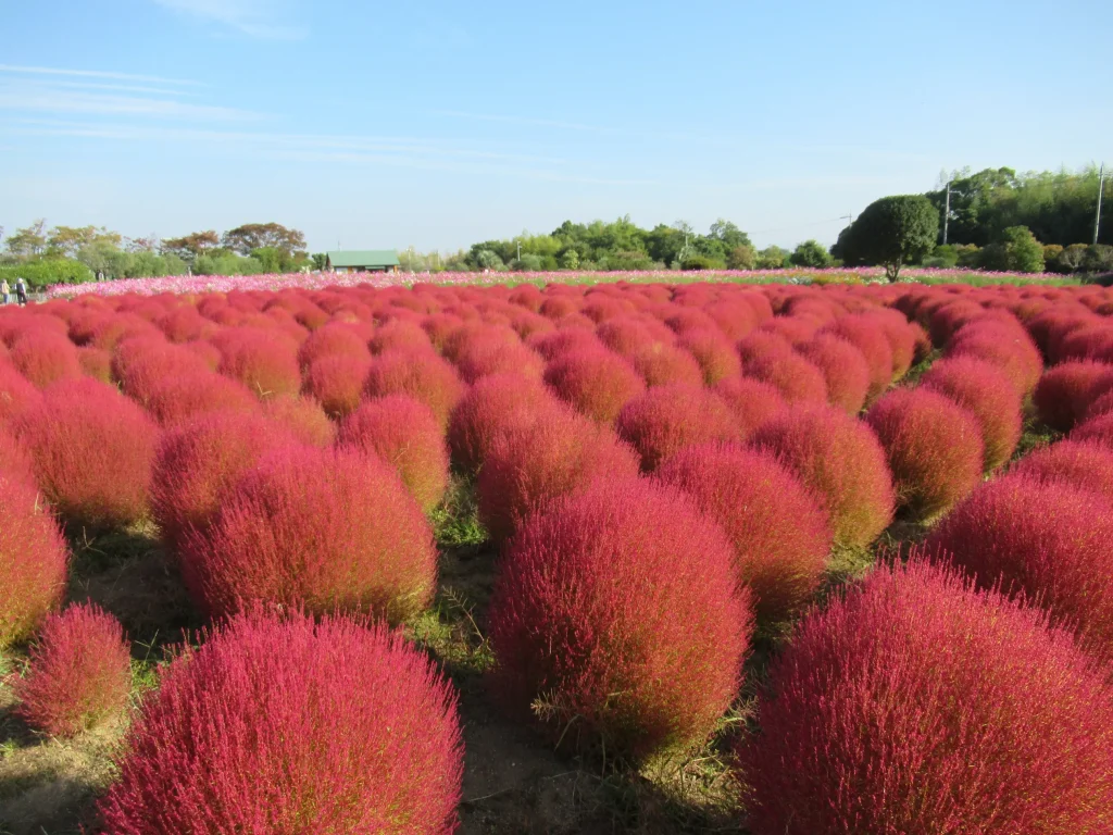 和泉リサイクル環境公園の紅葉したコキア
