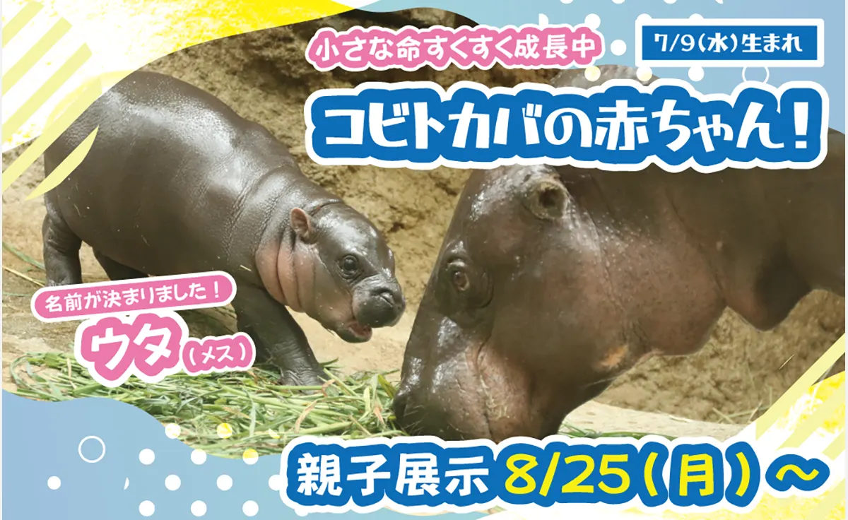 神戸どうぶつ王国初のコビトカバの赤ちゃん、お母さんとの親子展示が開催中