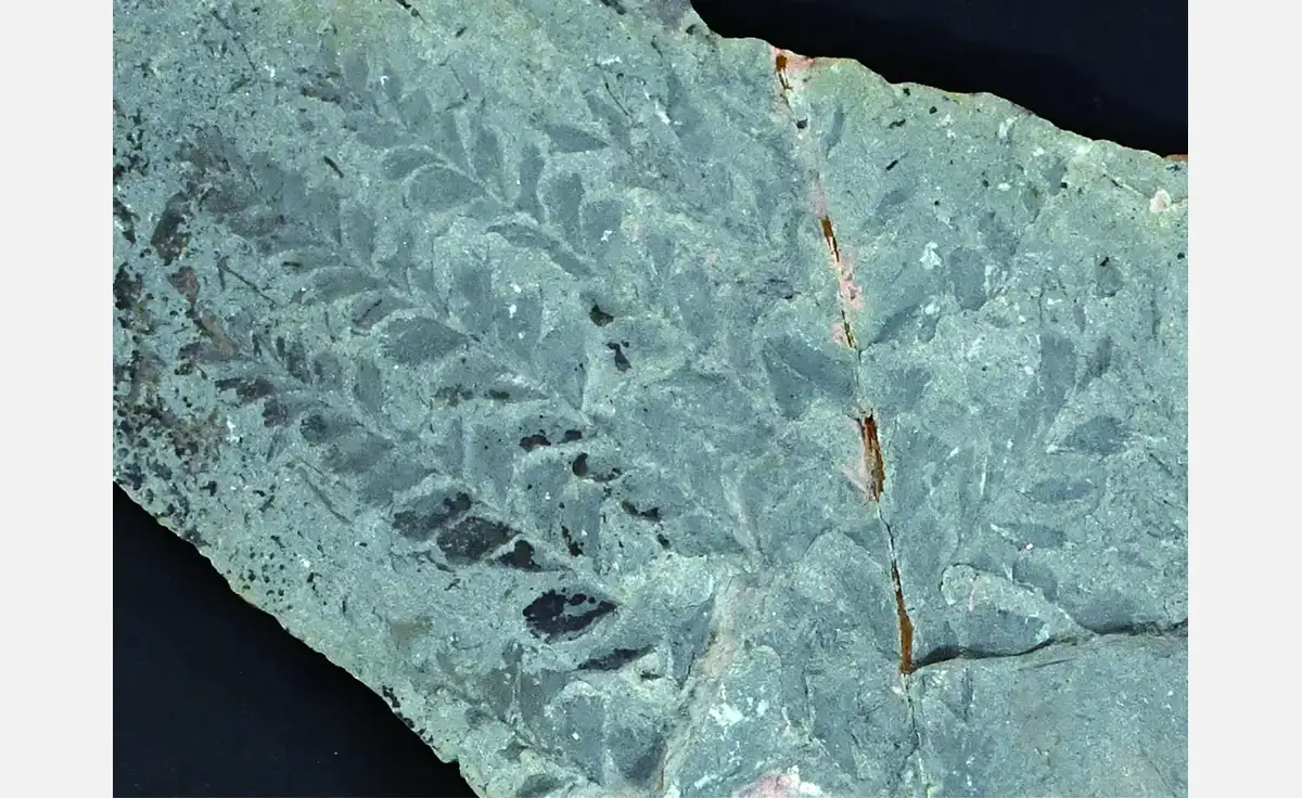 大阪市立自然史博物館でテーマ展示「化石を楽しむ2025」、2025年10月18日から開催