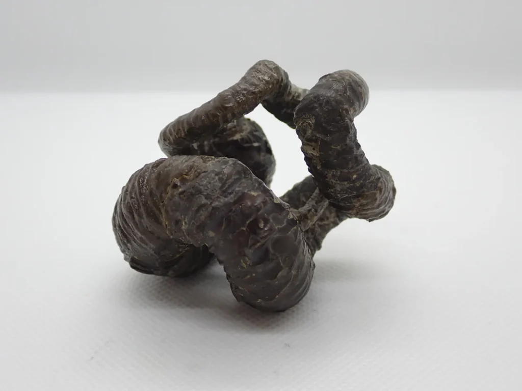 大阪市立自然史博物館「化石を楽しむ2025」