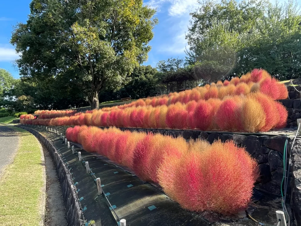 花博記念公園鶴見緑地のコキアの紅葉