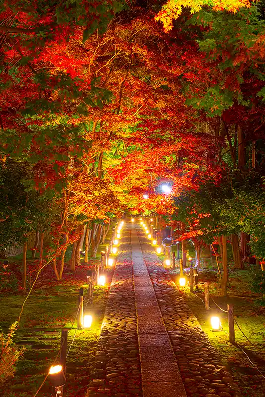 鹿王院　夜の特別拝観2025