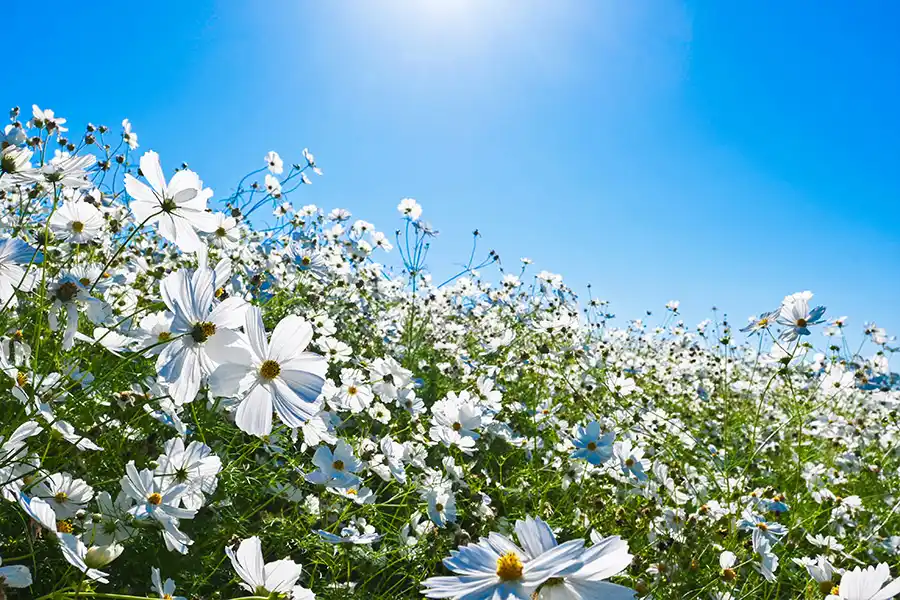 万博記念公園のコスモス