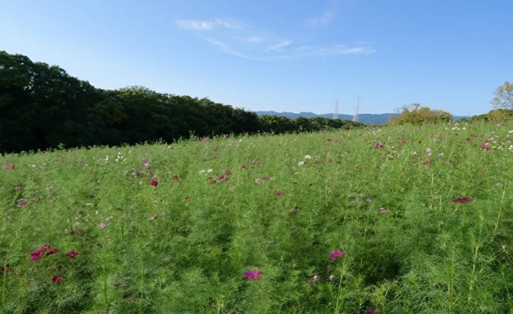 コスモス・コキアフェスタ コスモス(ピンク)背景