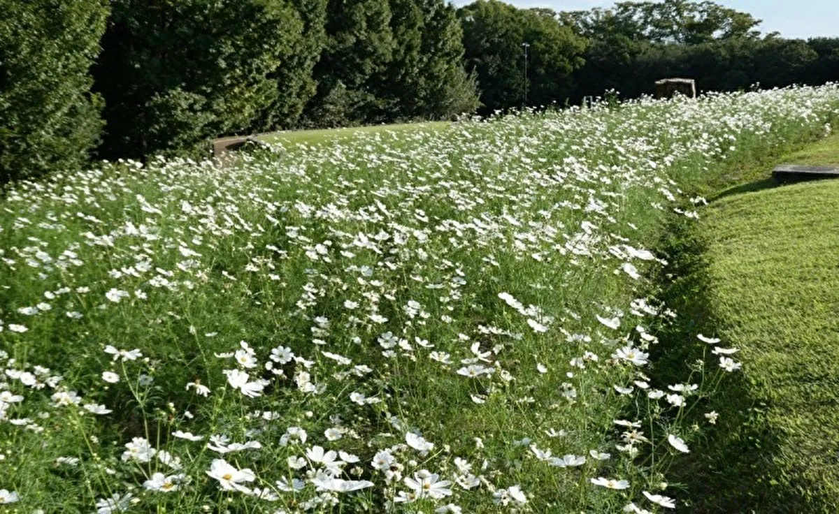 見ごろはこれから！11月3日（祝）まで吹田「万博記念公園 花の丘」で「コスモス・コキアフェスタ」開催中