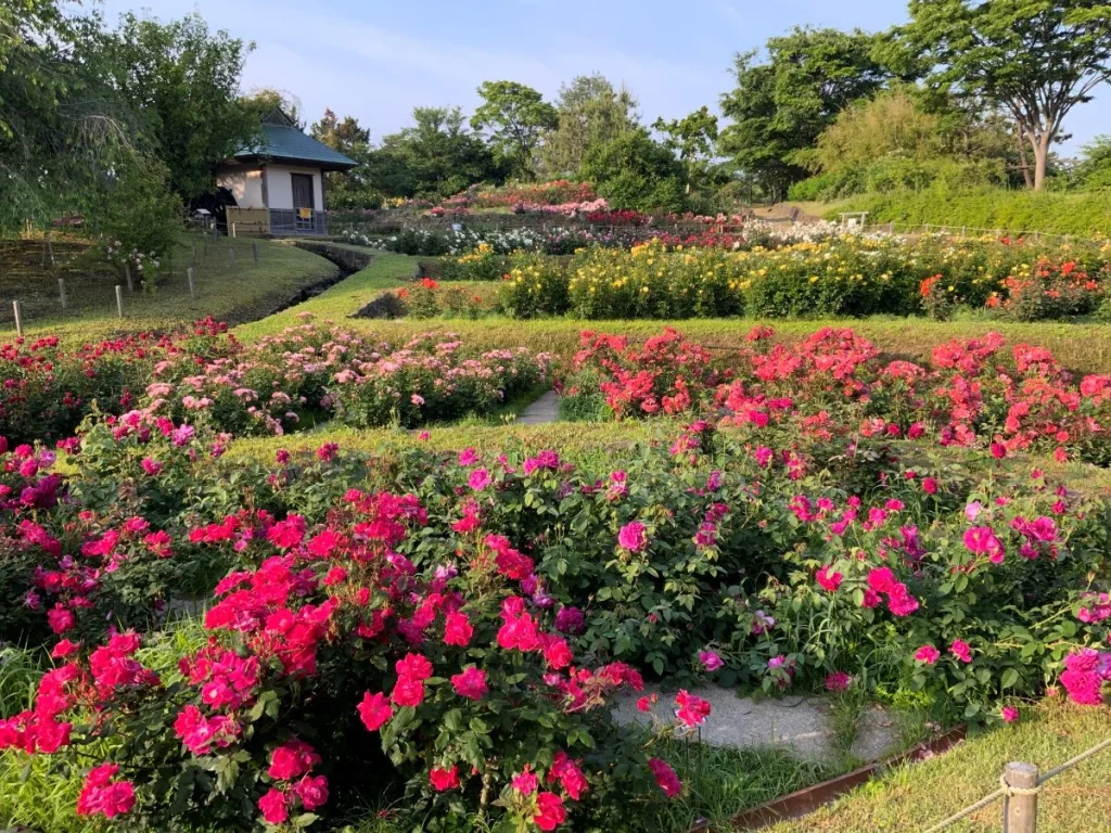浜寺公園　バラ