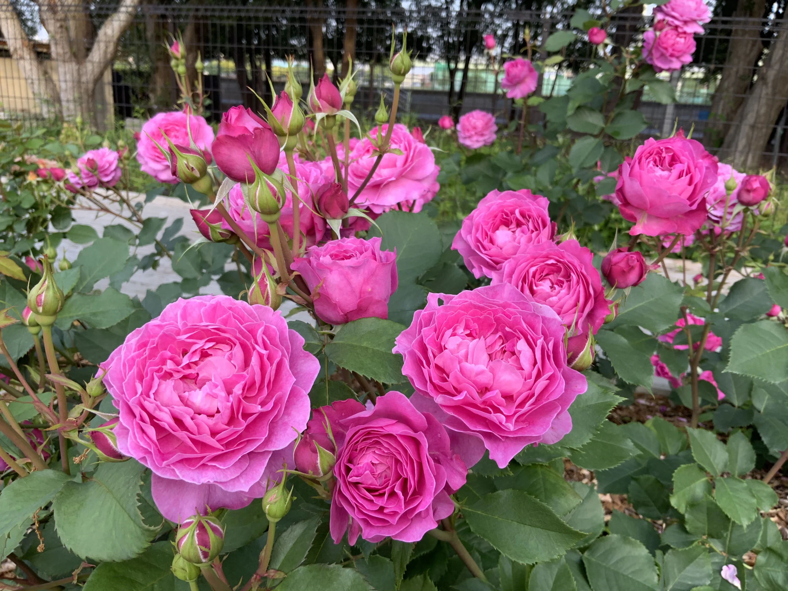 大阪バラ園6選。秋バラの名所と見頃